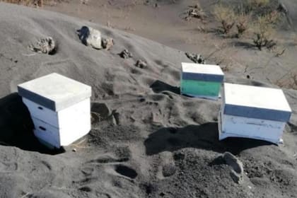 Colmenas de abejas, tras ser rescatadas en La Palma