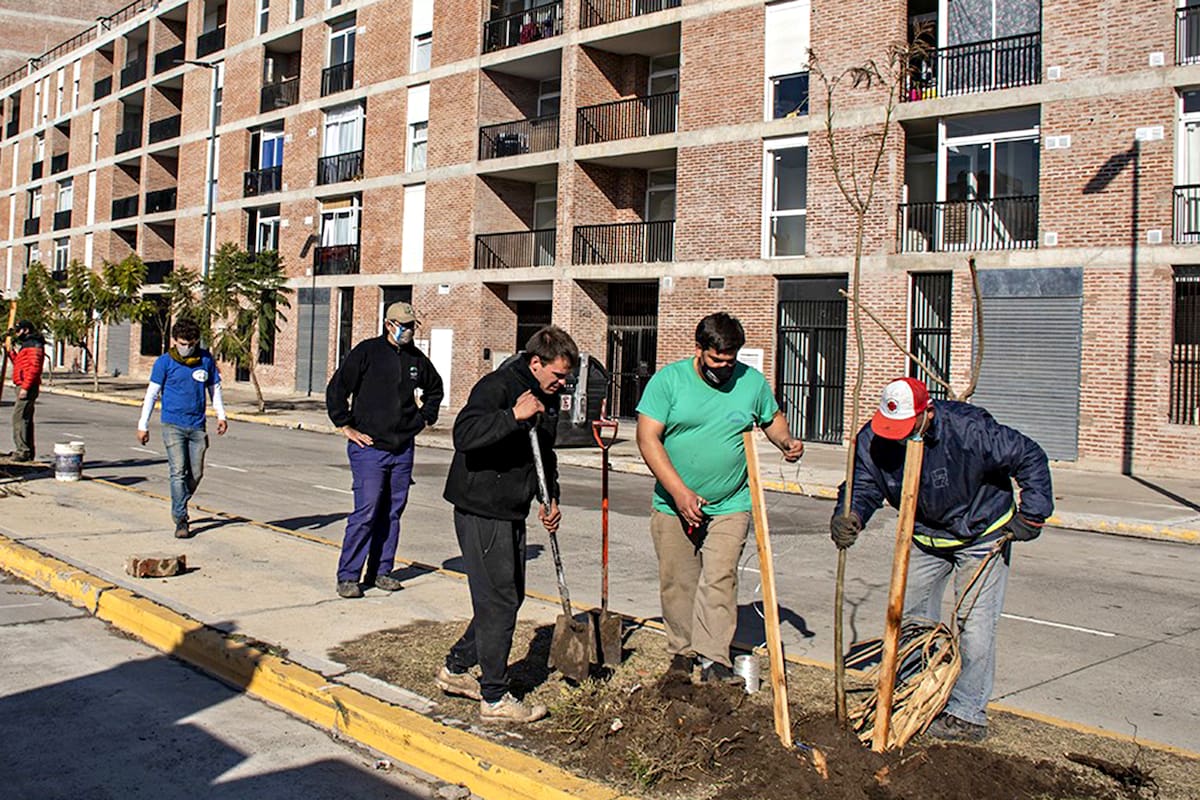 Colocación de jacarandás sobre la Avenida Triunvirato, en Chacarita