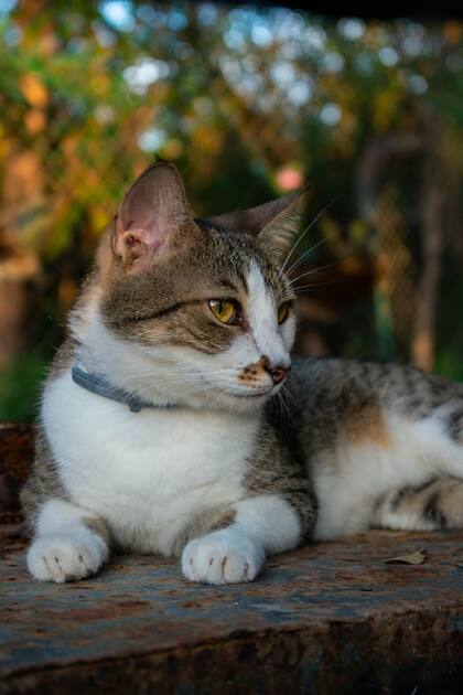 Colocar el recipiente en el que nuestra mascota hace sus necesidades en el lugar adecuado es fundamental para su bienestar