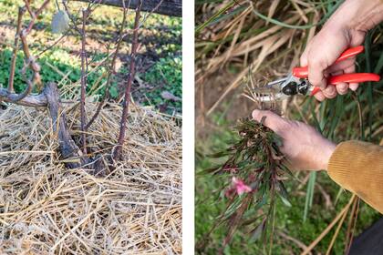Colocar mulch y podar herbaceas, dos tareas importantes antes de esperar el llamado de la primavera