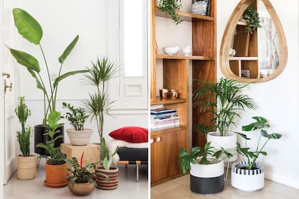 Colocar por debajo de las plantas platos de un diámetro mayor a las macetas o situarlas juntas para producir el "efecto isla" les a va a proporcionar la humedad que necesitan, en caso de tratarse de ambientes muy secos