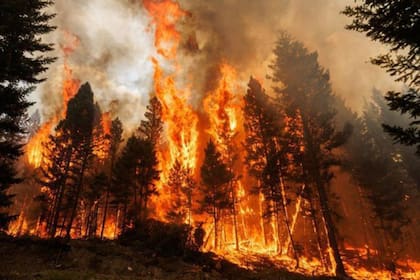 La sexta extinción masiva es una nueva etapa en la que la vida en el planeta cambia tal como la conocimos FOTO: Los incendios forestales se extendieron por Canadá a lo largo de 2023, lo que aumentó la pérdida mundial de árboles