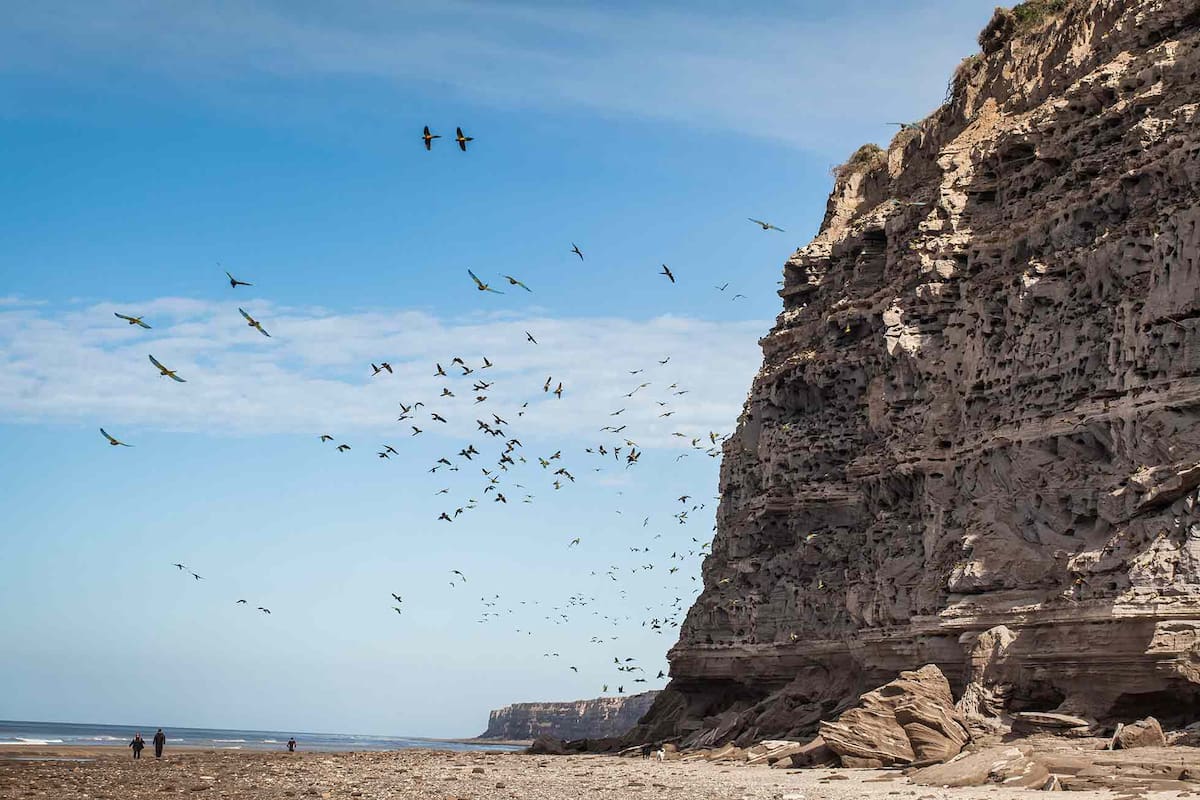 Colonia de loros Barranqueros en El Cóndor.