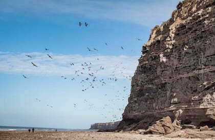 En el balneario El Cóndor vive una gran colonia de lobos barranqueros