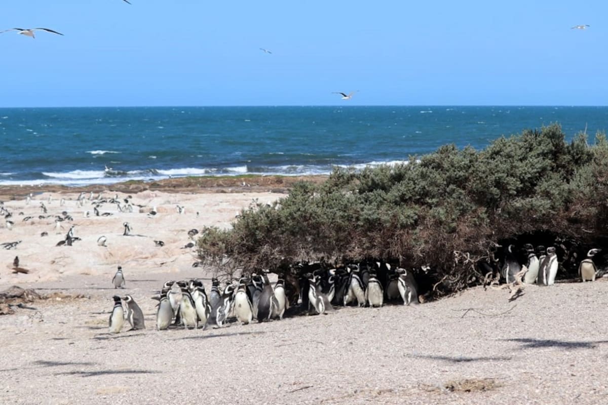 Colonia de pingüinos de Magallanes en Islote Lobos, Río Negro.