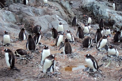 Colonia de pingüinos de vincha. Son fácilmente identificable por su parche blanco en la parte alta de la cabeza detrás de los ojos