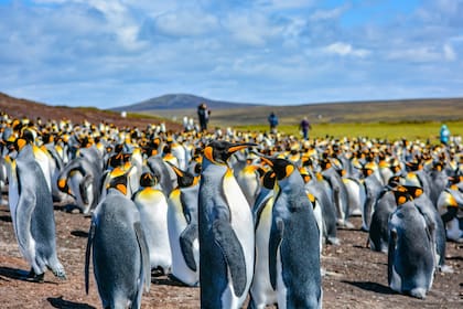 Colonia de pingüinos rey en Volunteer Point
