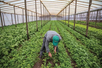 Colonia Jáuregui, donde cultivar es mucho más que producir alimento.