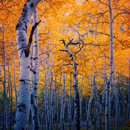 Colores del otoño en los bosques del Valle de Heber (Instagram @hebervalley)
