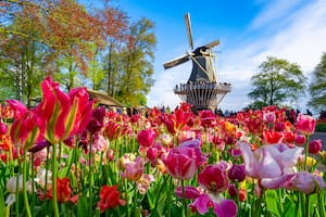 Colorful tulip field in front of a Dutch windmill near Lisse, Netherlands