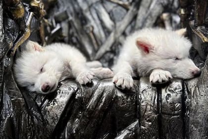 Se trata de dos machos de seis meses y una hembra de dos meses, bautizados Rómulo, Remo y Khaleesi