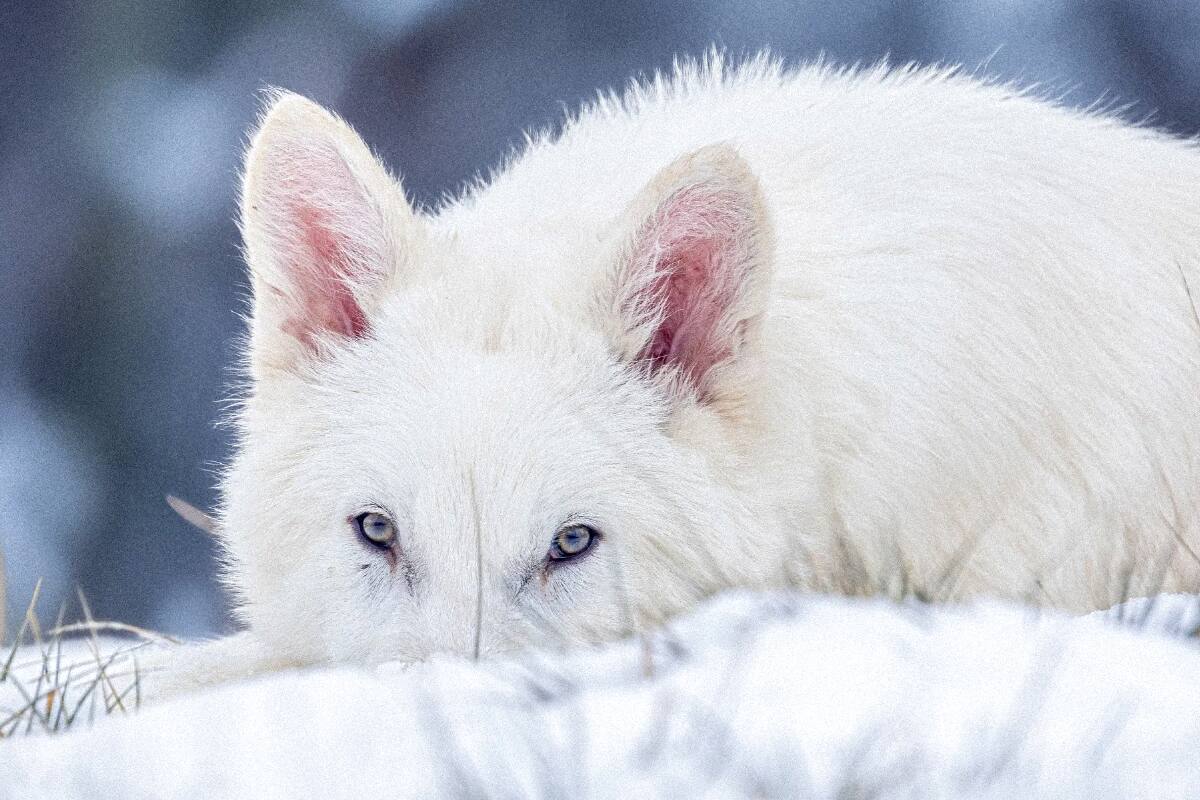 Colossal Biosciences anunció el nacimiento de cachorros con características genéticas del “lobo terrible” (Canis dirus), una especie extinta hace más de 10.000 años