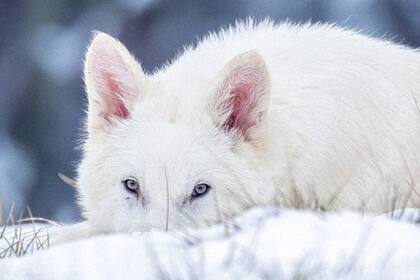 Colossal Biosciences anunció el nacimiento de cachorros con características genéticas del “lobo terrible” (Canis dirus), una especie extinta hace más de 10.000 años