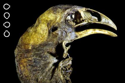 Colossal Biosciences busca traer a la vida a una especie de ave extinta hace 600 años y de dimensiones colosales comparadas con los pájaros actuales (Facebook/Colossal Biosciences)