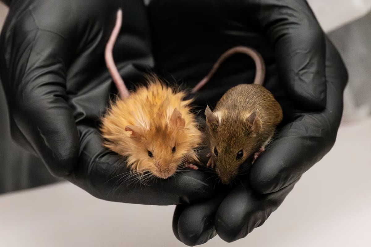 Colossal; Ratón lanudo; mamut lanudo; genética; Sociedad; Colossal Biosciences