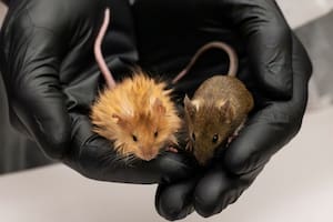 Colossal; Ratón lanudo; mamut lanudo; genética; Sociedad; Colossal Biosciences