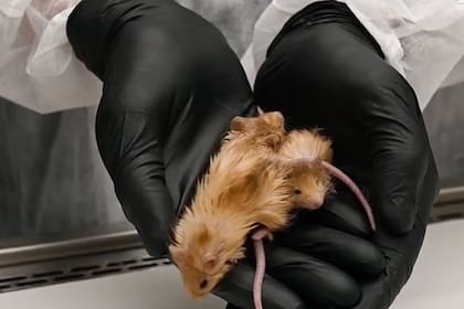 Colossal; Ratón lanudo; mamut lanudo; genética; Sociedad; Colossal Biosciences