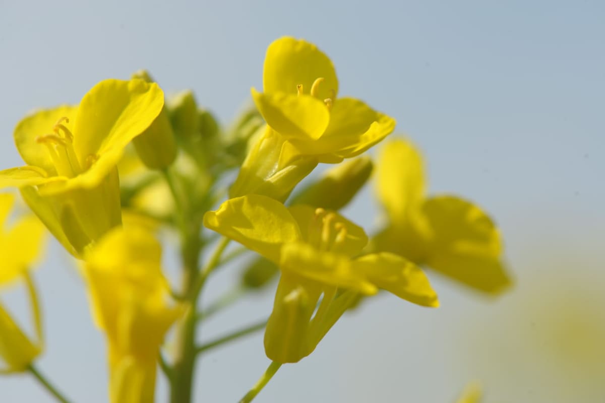 Colza, camelina y cártamo, orientadas a la producción de biocombustibles- permiten aprovechar al máximo el intervalo entre dos cultivos de verano