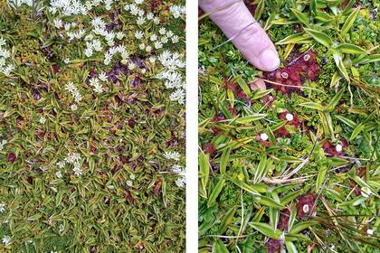Combinación de Astelia pumila y Donatia fascicularis, típica y exclusiva de las comunidades de Península Mitre; Sphagnum magellanicum, el musgo rojizo característico de las turberas en el sur de la Patagonia; detalle del dedo para comprender la escala de Astelia y Sphagnum.