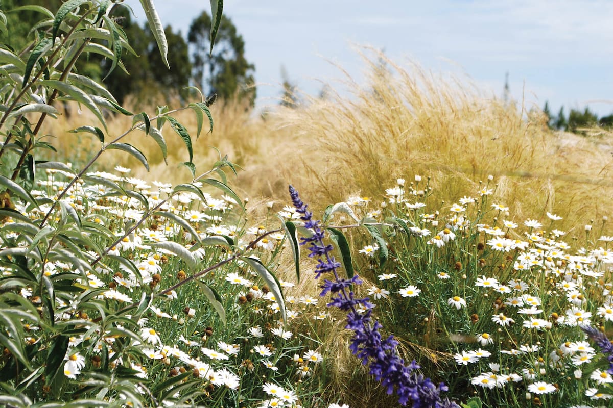 Combinaciones naturalistas con su apogeo a fines del verano: Buddleja davidii, Salvia ‘Indigo Blue’, margarita arbustiva siempreverde ‘Chelsea’ y
Stipa tenuissima de fondo. Paisajismo: Amalia Robredo.