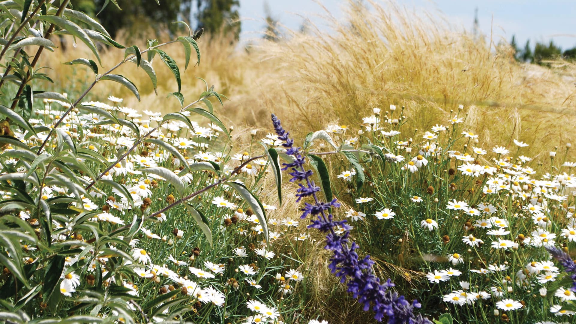 Combinaciones naturalistas con su apogeo a fines del verano: Buddleja davidii, Salvia ‘Indigo Blue’, margarita arbustiva siempreverde ‘Chelsea’ y
Stipa tenuissima de fondo. Paisajismo: Amalia Robredo.
