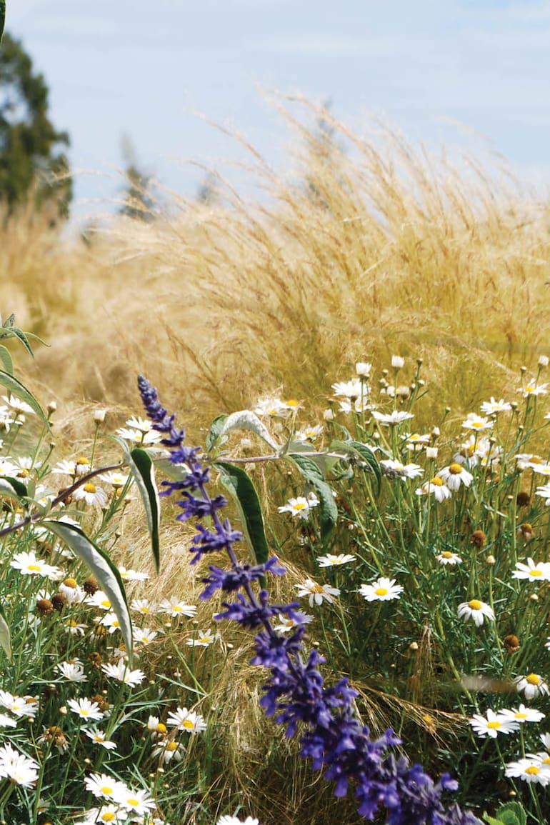 Combinaciones naturalistas con su apogeo a fines del verano: Buddleja davidii, Salvia ‘Indigo Blue’, margarita arbustiva siempreverde ‘Chelsea’ y
Stipa tenuissima de fondo. Paisajismo: Amalia Robredo.