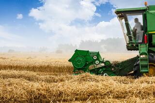 El precio del trigo argentino trepó más del 20% en poco menos de dos meses