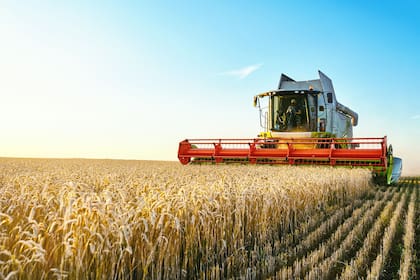 De cada 100 pesos que genera el productor de trigo, la participación del Estado supera el 78%