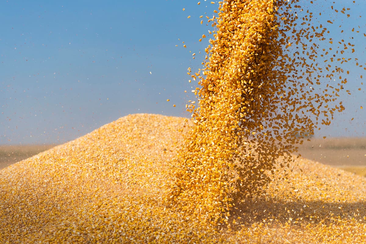 Combine harvester pours corn maize seeds.