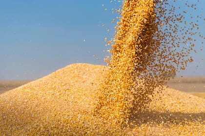La sequía que afecta los cultivos en Estados Unidos posibilitó subas para los precios del maíz y de la soja
