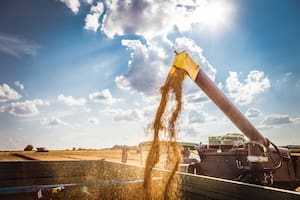 El trigo terminó la semana con alzas en torno del 10% en Chicago y del 11% en Kansas