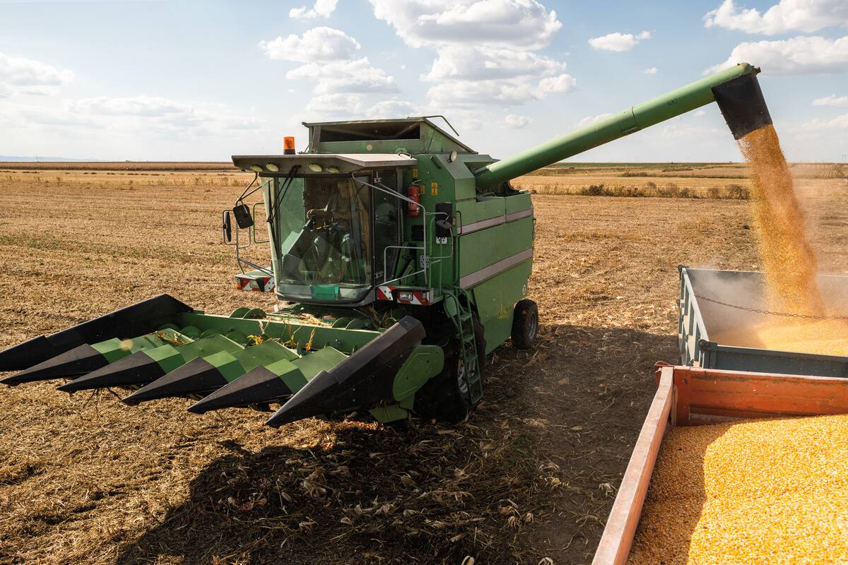 Combine Operator Harvesting Corn on the Field in Sunny Day.
