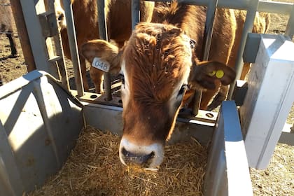 Comederos del corral