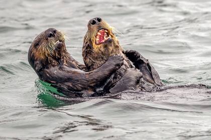 Guerra de cosquillas