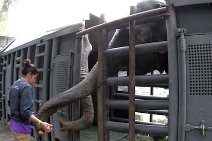 Comenzó el traslado de las elefantas del Ecoparque mendocino a un santuario en Brasil.