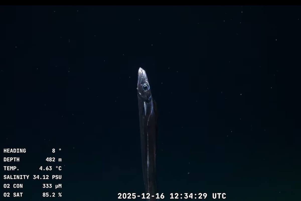 Comenzó el último stream del lecho marino argentino impulsado por el Schmidt Ocean Institute
