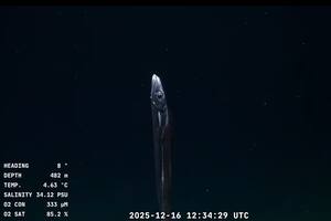 Comenzó el último stream del lecho marino argentino impulsado por el Schmidt Ocean Institute