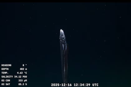 Comenzó el último stream del lecho marino argentino impulsado por el Schmidt Ocean Institute