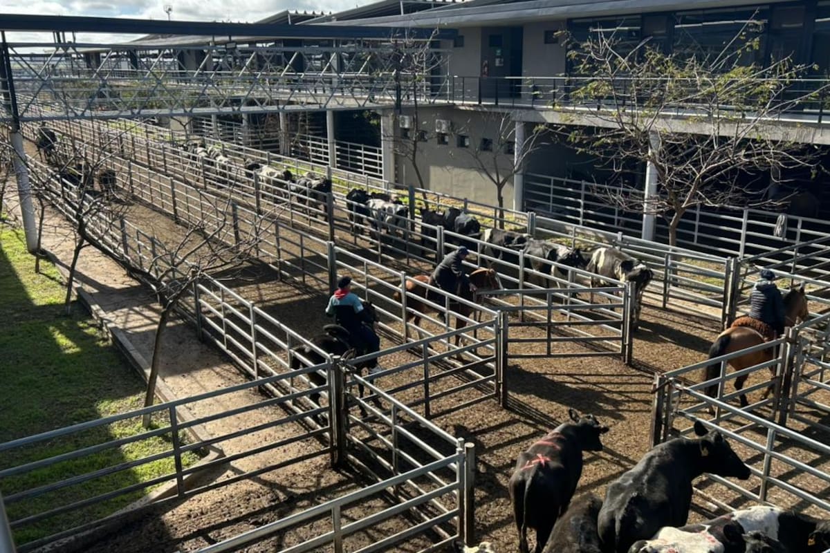 Comenzó la operatoria semanal en el Mercado Agroganadero (MAG) de Cañuelas con un ingreso de 6962 animales