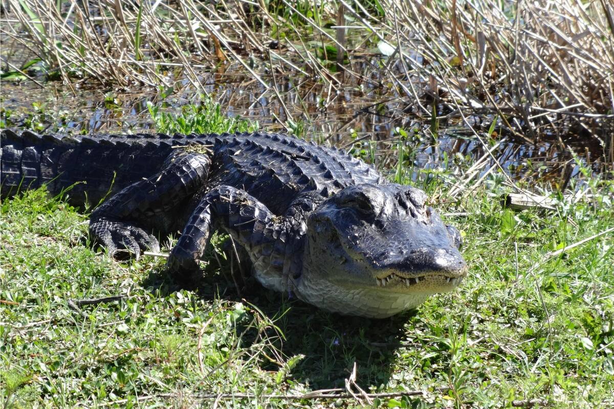 Comenzó la temporada de caimanes en Florida
