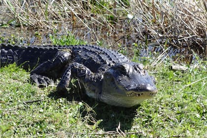 Comenzó la temporada de caimanes en Carolina del Norte y hay que tomar algunos recaudos (Archivo)