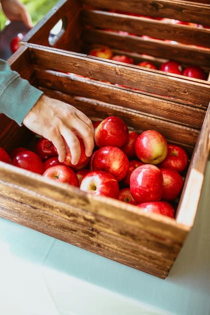 Comer una manzana al día puede contribuir a la pérdida de peso (Imagen ilustrativa)