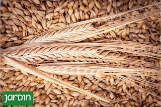 Comerciantes contratan hasta 700.000 toneladas de cebada ucraniana para exportación en 2026/27, dice Uac