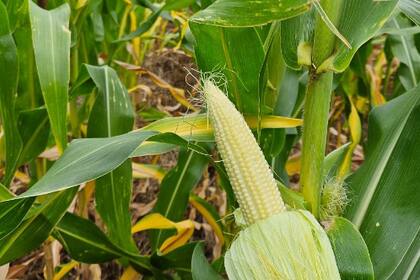 Comienza la cosecha de maíz en Francia con grano en condiciones estables