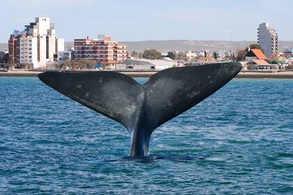 Comienza la mejor época del año para ver ballenas, pingüinos, lobos, elefantes marinos y orcas en el mar patagónico de Península Valdés