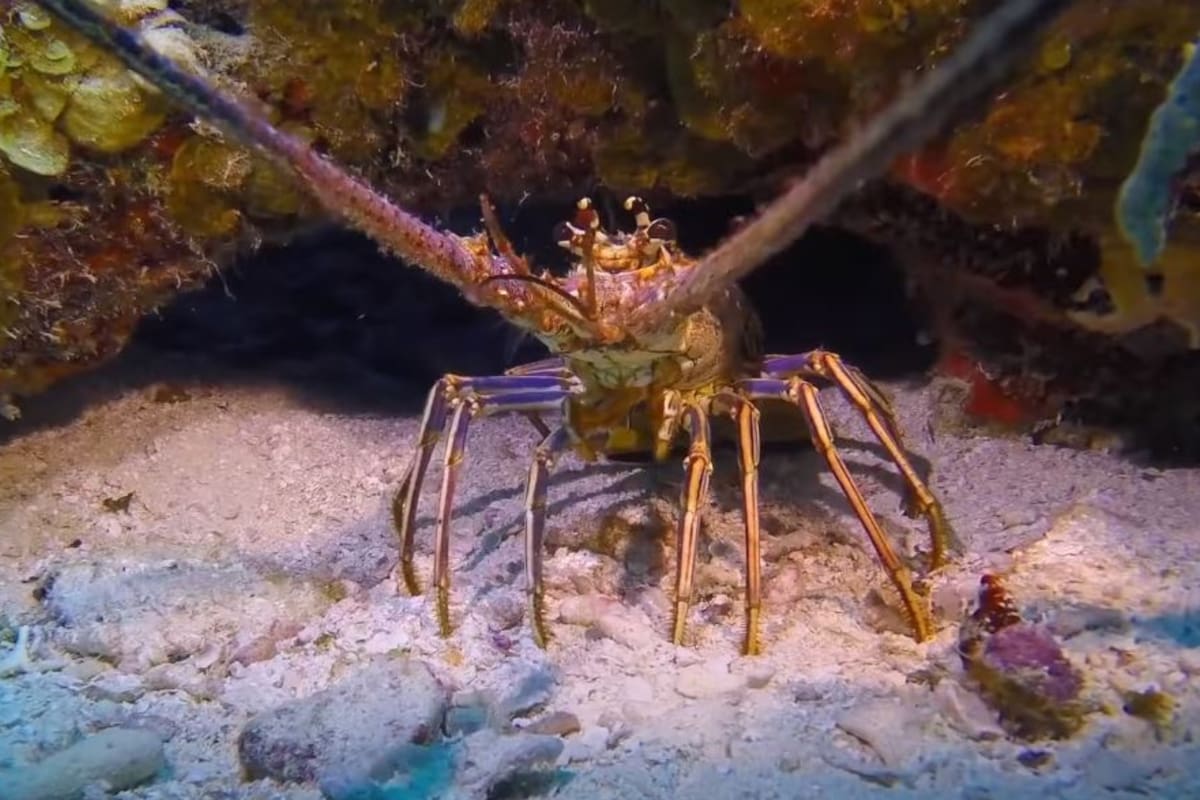 Comienza la temporada de langostas espinosas en Florida y se necesita licencia para la captura