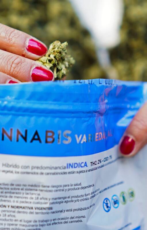 En Uruguay, farmacias están habilitadas para la venta de marihuana