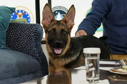 Commander fue un regalo del hermano del presidente Biden