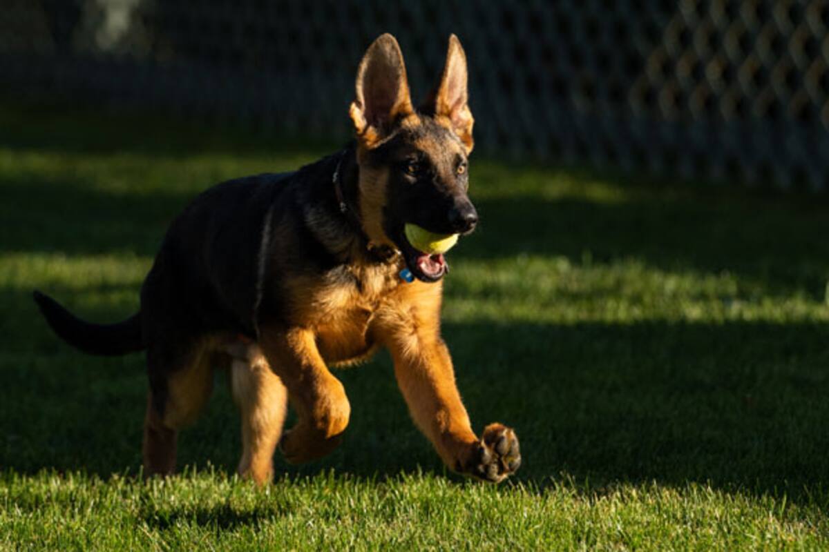 Commander fue visto el lunes corriendo por los jardines de la Casa Blanca