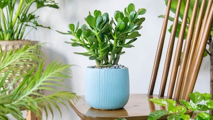 Cómo atraer la abundancia al hogar con el árbol de jade